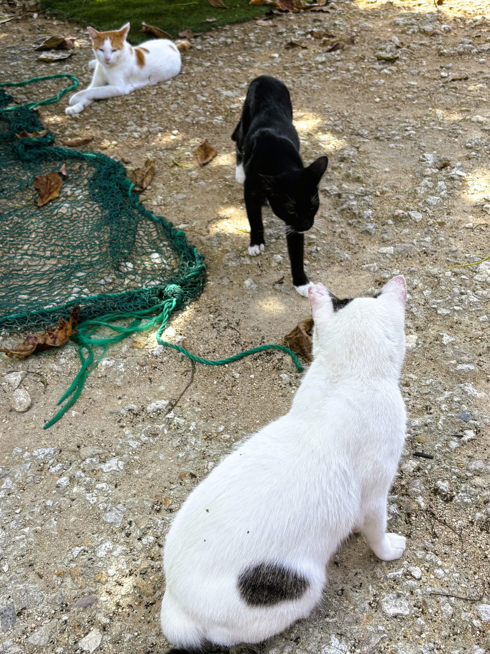 奥武島で暮らす猫たち