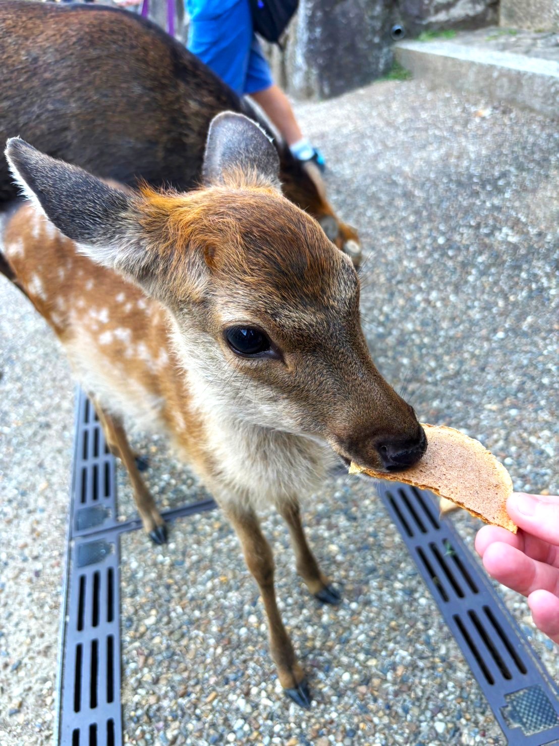 奈良公園の小鹿