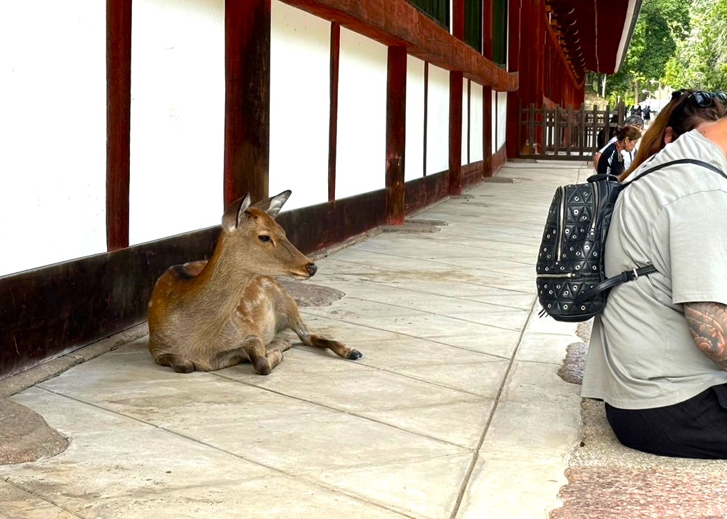 鹿と観光客