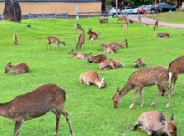 奈良公園の鹿の群れ