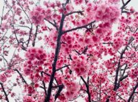 沖縄の桜