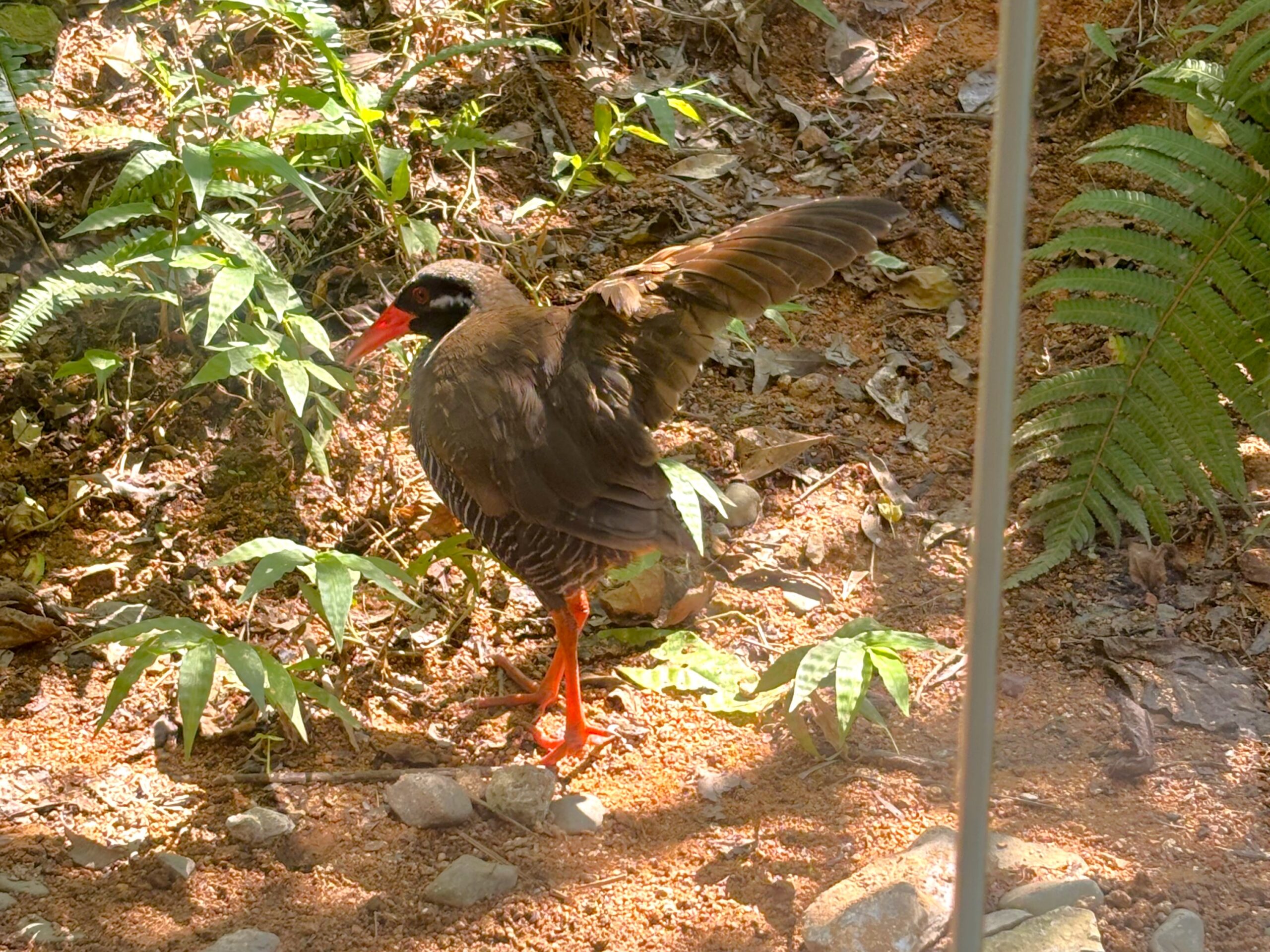 クー太（ヤンバルクイナ）