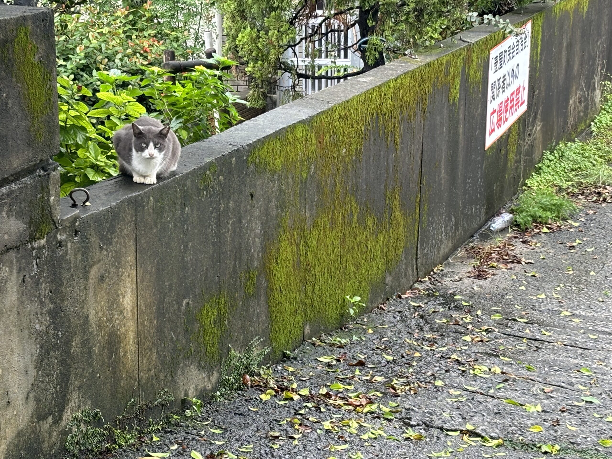 壺屋やちむん通りの猫