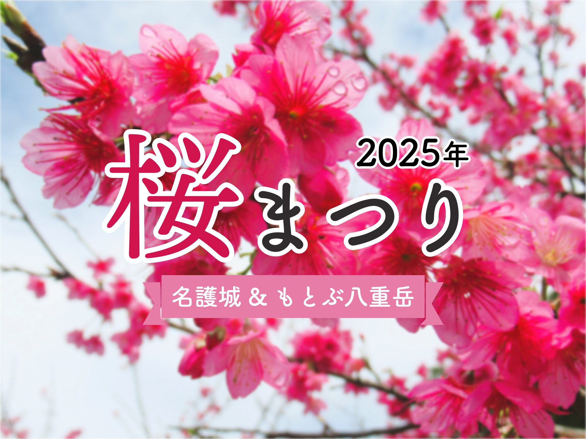 桜まつり　2025年　名護城＆もとぶ八重岳