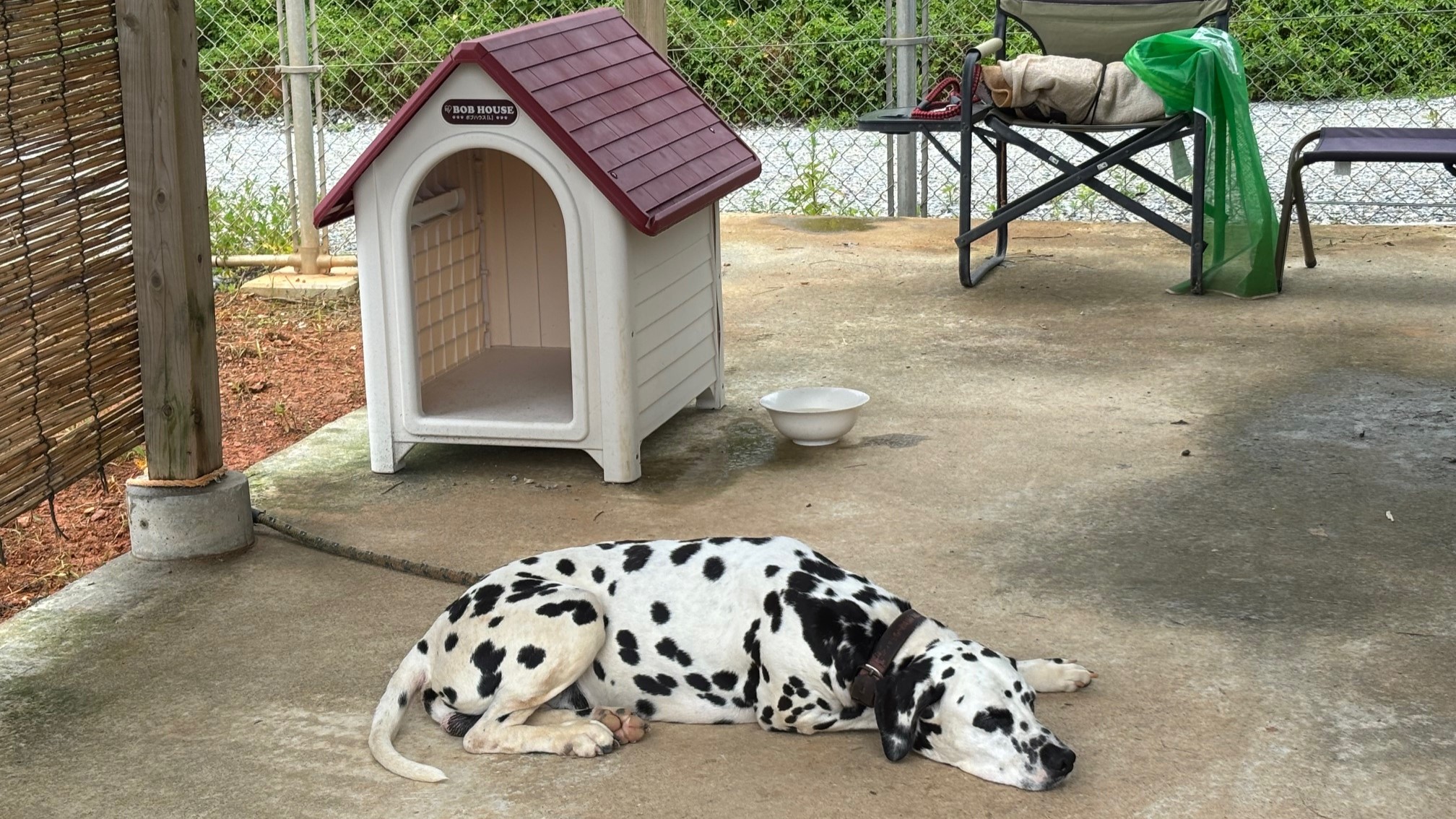 看板犬(ダルメシアン)