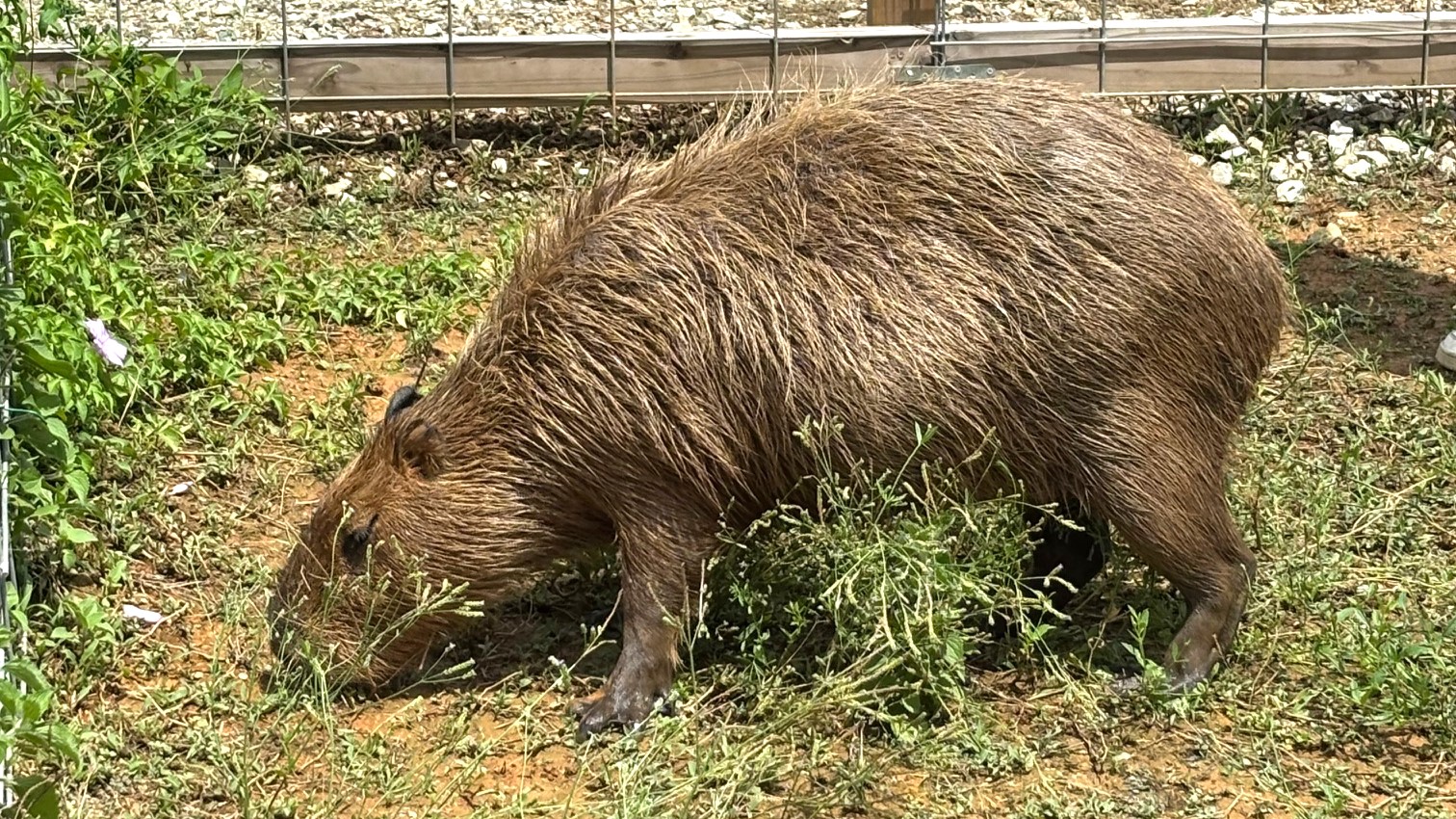 草を食べるカピバラ