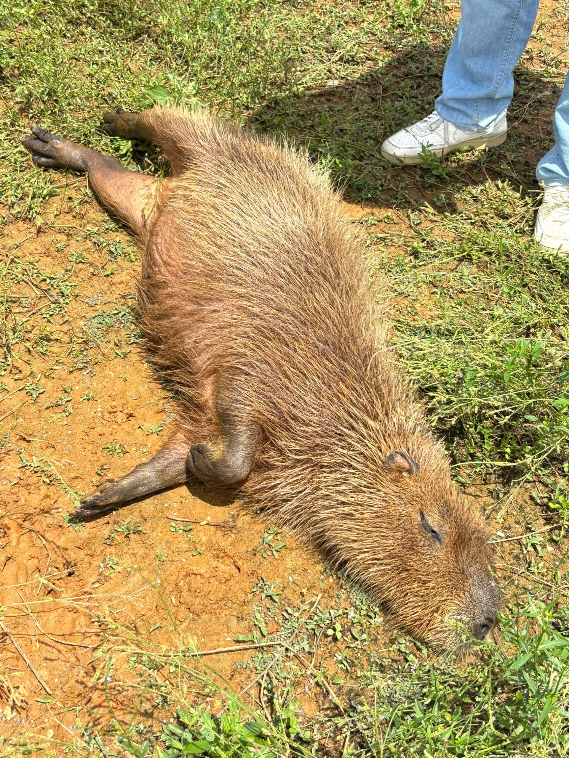 寝ているカピバラ
