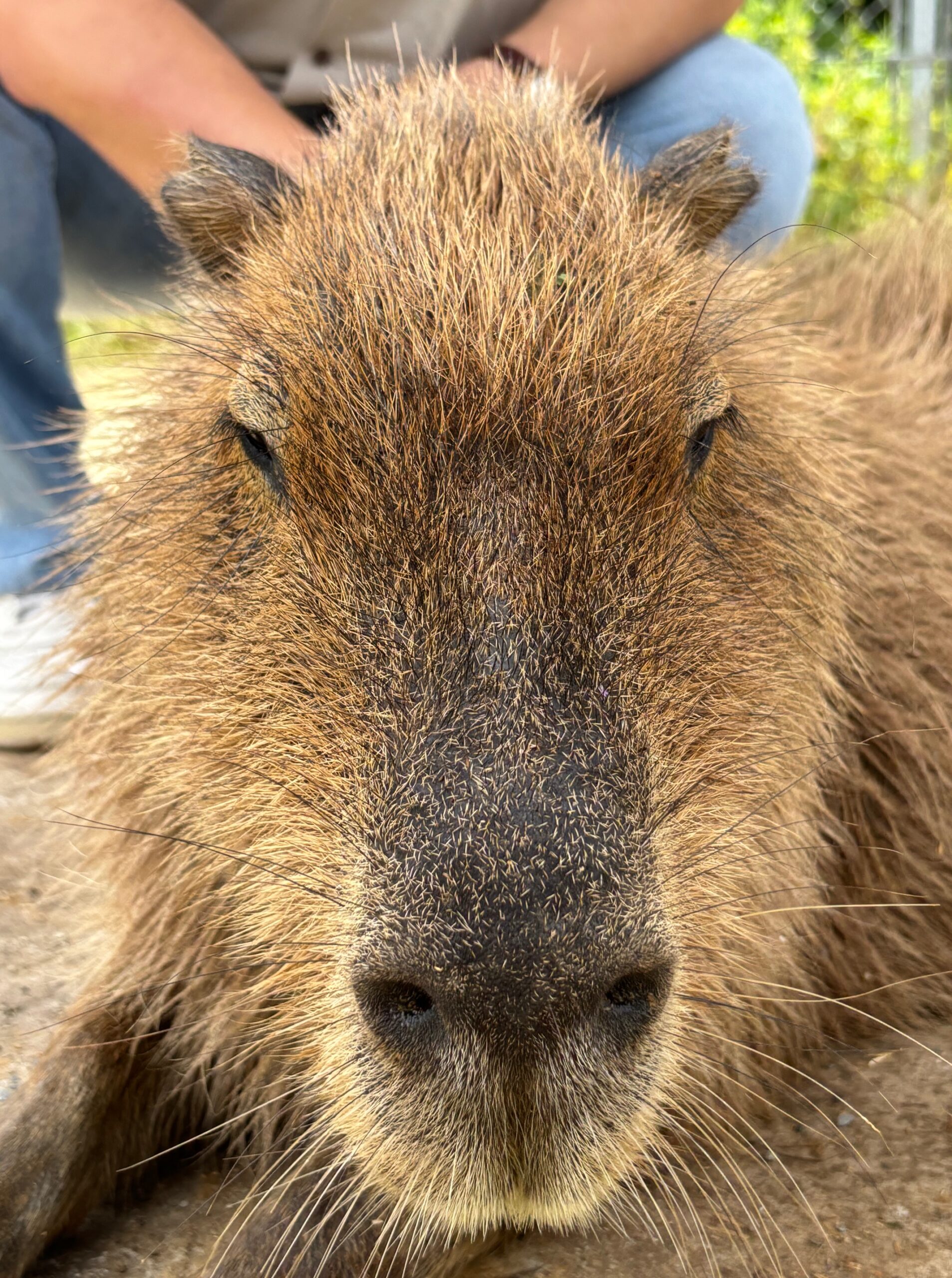 カピバラの正面顔