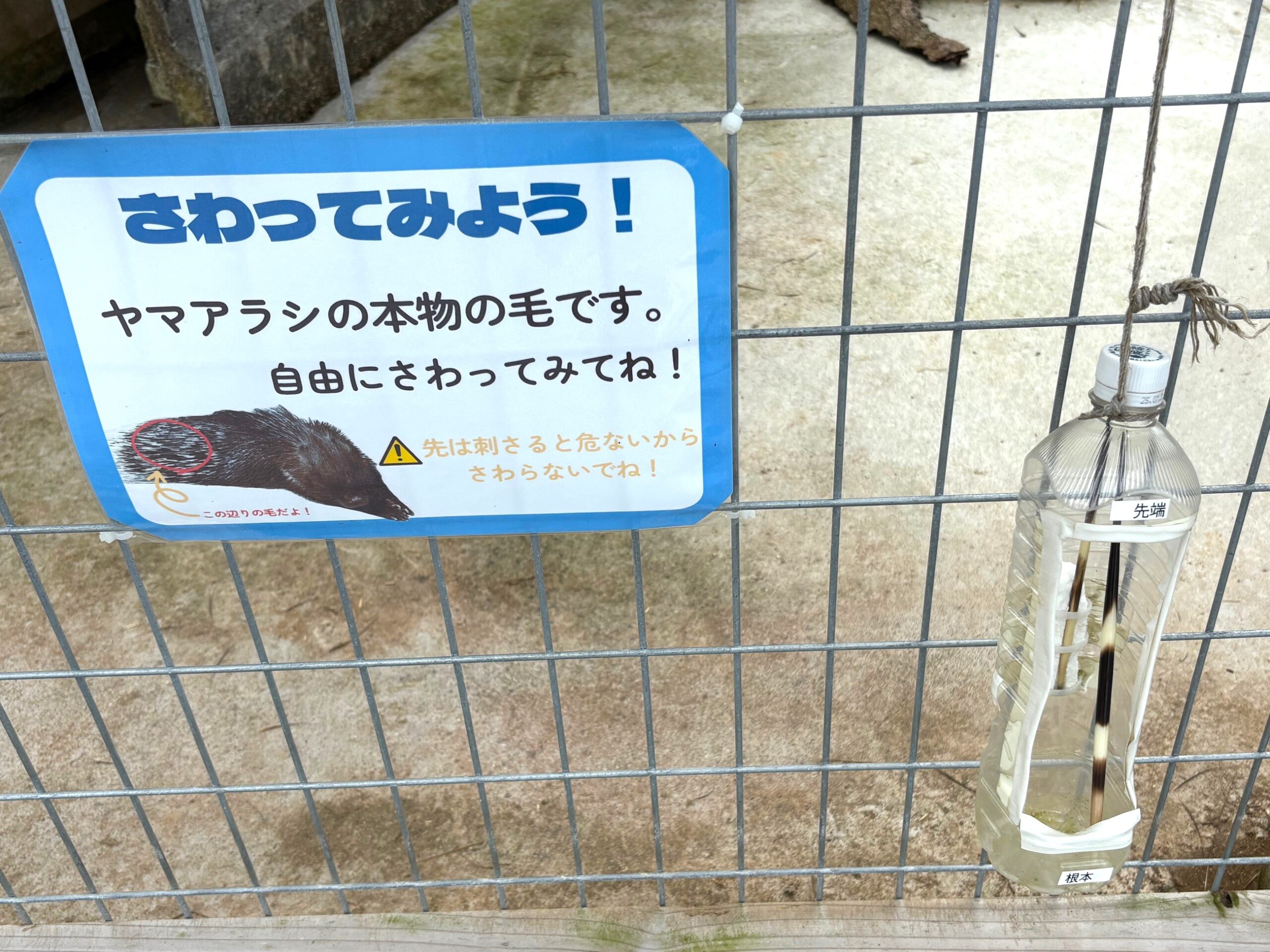 ヤマアラシの毛
