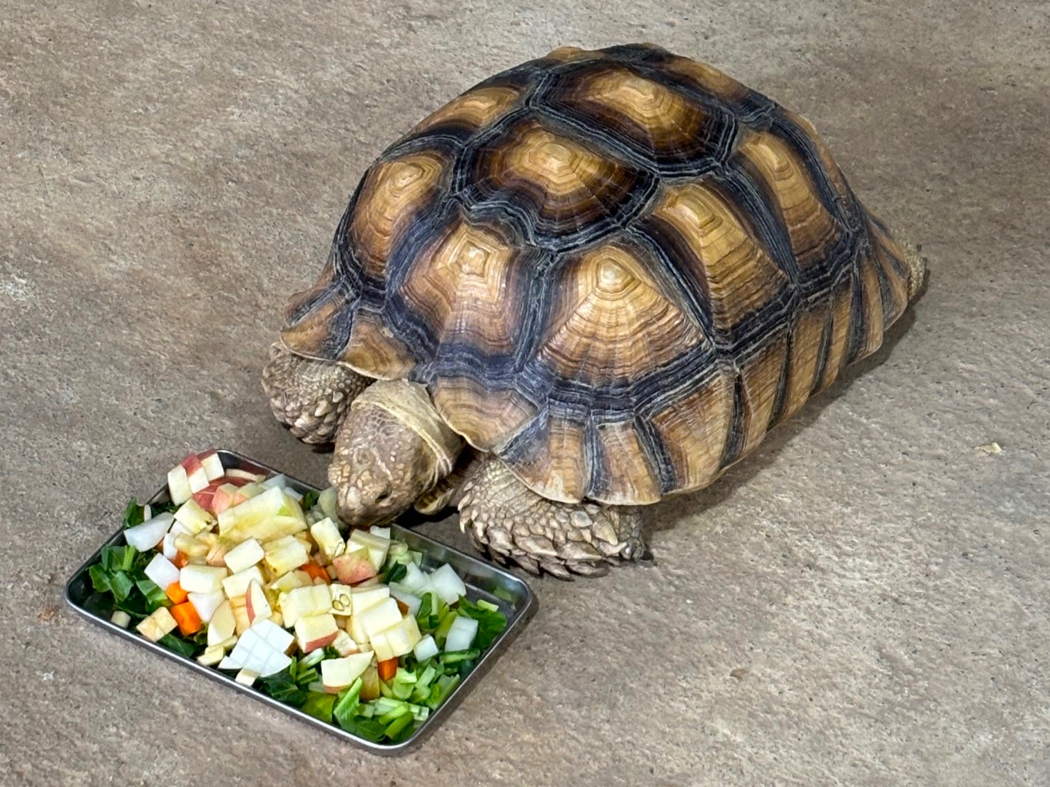食事中のカメさん