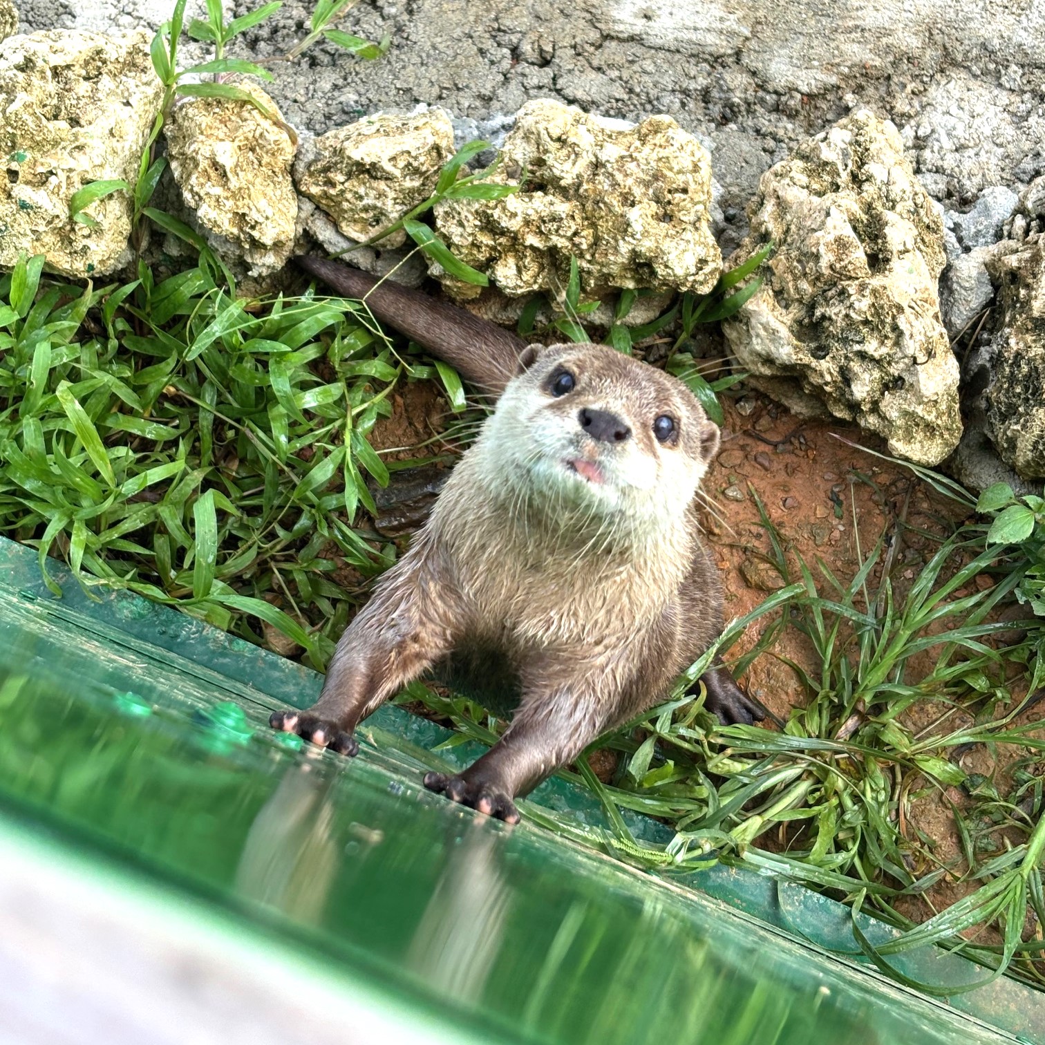 エサが欲しそうなカワウソ