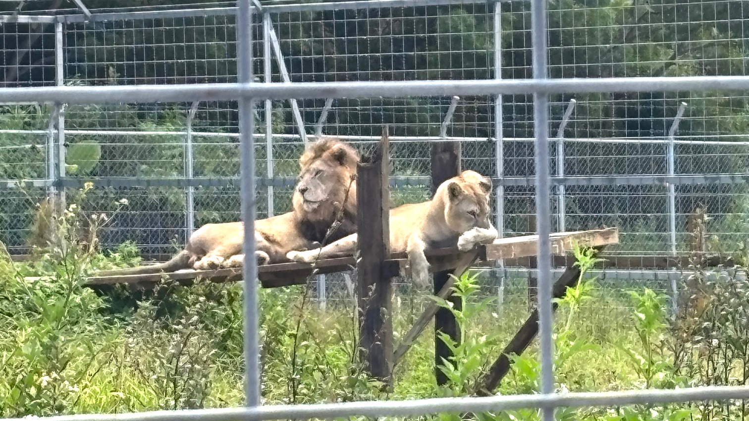 ライオンの夫婦