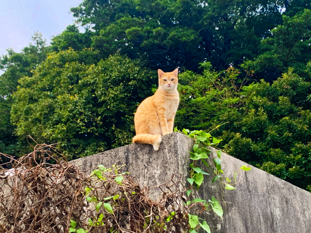 塀の上から見下ろす猫