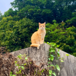 塀の上から見下ろす猫