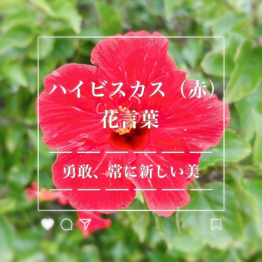 ハイビスカス（赤）花言葉