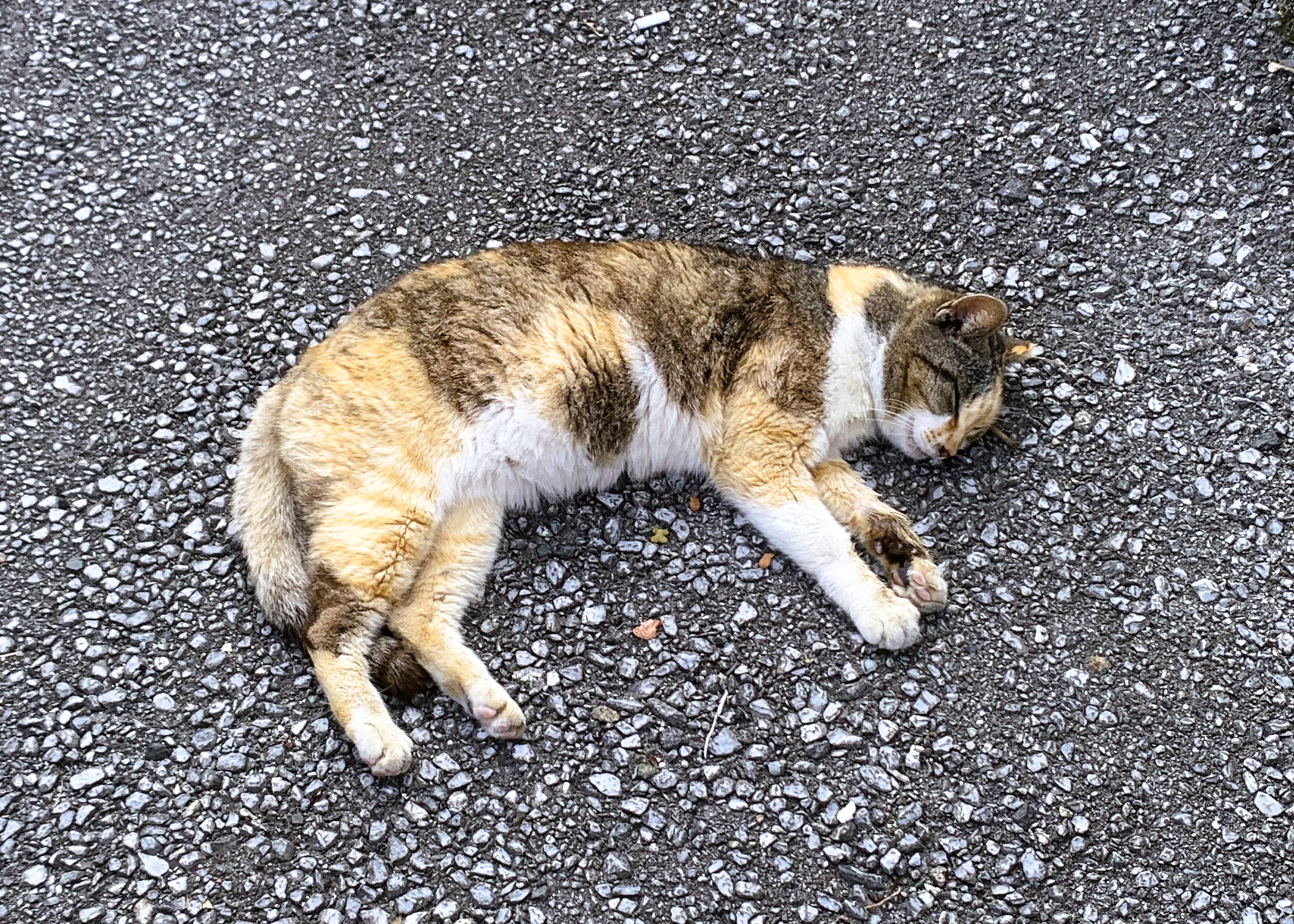 アスファルトの上で寝る猫